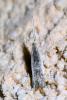 Coleophora unipunctella